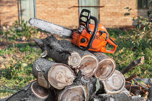 Best Commercial Tree Services  in Glassboro, NJ